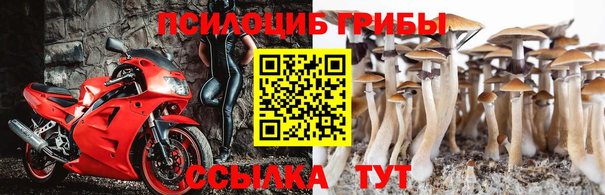 Галлюциногенные грибы Psilocybe  Вход с VPN  Горно-Алтайск  Псилоцибиновые грибы прущие грибы 